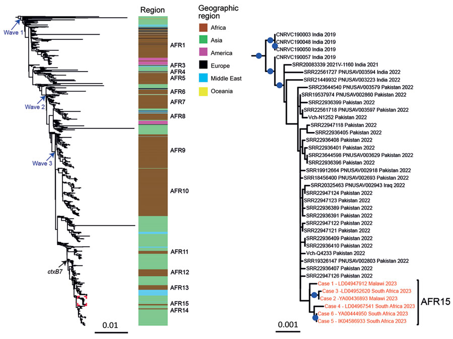 Maximum-likelihood phylogeny of Vibrio cholerae O1 El Tor isolates collected in South Africa, 2023, compared with 1,443 reference seventh pandemic V. cholerae El Tor (7PET) genomic sequences. A6 was used as the outgroup. The genomic waves and acquisition of the ctxB7 allele are indicated. Color coding indicates the geographic origins of the isolates; sublineages previously introduced into Africa (AFR1, AFR3–AFR14) are shown at right. A magnification of the clade containing the 6 isolates from South Africa (red text) is shown at right. For each genome, name (or accession number), country where contamination occurred, and year of sample collection are shown at the tips of the tree. The 6 isolates collected in South Africa belong to a new 7PET wave 3 sublineage called AFR15. Blue dots indicate bootstrap values ≥90%. Scale bars indicate number of nucleotide substitutions per variable site.