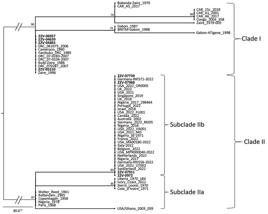 Maximum-likelihood phylogenetic tree of sequences in a study of concurrent clade I and clade II monkeypox virus circulation, Cameroon, 1979–2022. The tree is based on the Hasegawa-Kishino-Yano model inferred from a 942-bp fragment of the ATI gene, including 8 virus sequences from Cameroon generated in this work (bold text) and 55 reference sequences from GenBank. The tree with the highest log likelihood (−1,340.35) is shown. To test the robustness of the tree topology, 1,000 bootstrap replicates were performed. For a better display of the tree, the size of the 2 main midpoint rooted branches (represented in gray) that support the differentiation of the 2 monkeypox virus clades have been divided by half. Mpox strains from Cameroon are closely related to clades I and II, especially clade IIb for which a highlighted link to the ongoing global mpox epidemic is noted. Scale bar indicates number of substitutions per site. CAR, Central African Republic; DRC, Democratic Republic of the Congo; USA, United States.