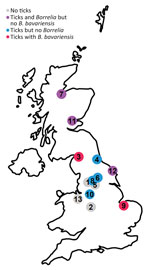 Relative locations of 13 towns where questing tick surveys were conducted in the United Kingdom to test for Borrelia burgdorferi sensu lato. The colors represent presence and absence of Ixodes ricinus ticks and their Borrelia infection status. The numbers correspond to the locations listed in the Table.