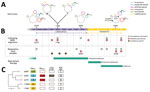 Timeline of colonization and infection of 1 patient by Klebsiella pneumoniae clones in study of genotypic evolution of K. pneumoniae sequence type 512 during ceftazidime/avibactam, meropenem/vaborbactam, and cefiderocol treatment, Italy. A) Schematic diagram of carbapenemase genes and plasmid content for K. pneumoniae strains 6379, 1186, 6099, and 0296; strain 1186 comprised 2 phenotypes: W and T colonies. Isolate collection day is indicated during 95 hospitalization days in either the COVID-19 (purple scale) or general (yellow scale) intensive care unit. Asterisk indicates the premature stop codon at position 133 (E133) in the catecholate iron outer membrane transporter CirA. B) Timeline of colonization and infection by K. pneumoniae, Providencia stuartii, and Acinetobacter baumannii as well as β-lactam therapies. C) Phylogenetic analysis used to compare the 5 K. pneumoniae strains isolated from the same patient. Core genome alignments were conducted for 5,215 core genes. KPC variants KPC-154, KPC-3, and KPC-31 are shown according to each strain; the blaVIM-1 gene was present in strains 0296 and 6379. Nonsense mutation in cirA was found in strain 0296, producing a premature stop codon (E133), indicated by an asterisk, in the protein. FDC MICs (mg/L) for each strain are shown. Scale bar indicates number of single-nucleotide polymorphisms in the core genome. FDC, cefiderocol; ICU, intensive care unit; KPC, K. pneumoniae carbapenemase; MDR, multidrug resistant; OmpK36, outer membrane porin K36; T, transparent; VIM, Verona integron-encoded metallo-β-lactamase; W, white; WGS, whole-genome sequencing. 