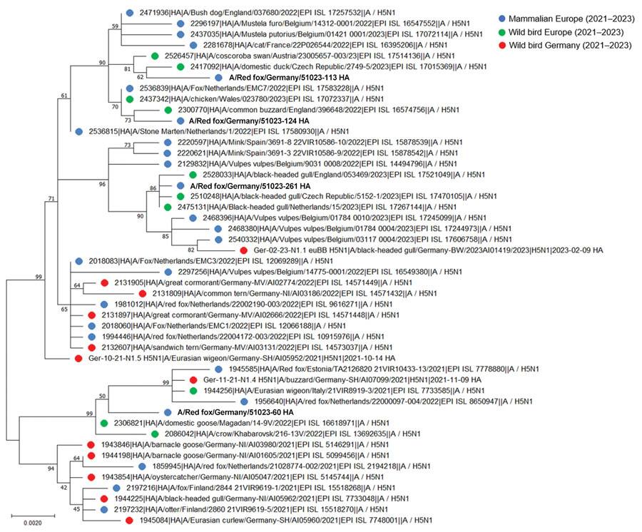 Phylogenetic analyses of highly pathogenic avian influenza virus H5 sequences of mammals and wild birds, Germany. The maximum-likelihood tree was built with 500 bootstrap iterations. H5 variants included 4 red foxes from Lower Saxony, Germany, their 3 closest relatives according to BLAST (https://blast.ncbi.nlm.nih.gov/Blast.cgi) analyses, and distinct H5 sequences detected in wild birds from northern Germany and in mammalian species from Europe during 2021–2023. Bold text indicates virus variants found in this study. Numbers along branches indicate percentage bootstrap values. Scale bar indicates nucleotide substitutions per site. H, hemagglutinin.