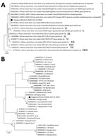 Phylogenetic analysis of African swine fever virus detected in a wild boar, Singapore, 2023. A) Analysis of p72 genotype. Roman numerals to the right indicate the respective genotypes; 10 of 24 known genotypes are shown. B) Analysis of CD2v serogroups constructed by using the maximum-likelihood method and Tamura-Nei model with 1,000 bootstrap values in MEGA X software (https://www.megasoftware.net). Only bootstrap values >70% are shown. Black squares indicate sample from this study (Singapore/NParks/A-MAM-2023-02-00021; GenBank accession number OR135685). GenBank accession numbers are provided for all reference sequences. Scale bars indicate nucleotide substitutions per site.