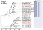 Time-scaled phylogenetic tree of 43 highly pathogenic avian influenza A(H5N1) virus clade 2.3.4.4b complete viral genomes from seals and wild birds in the St. Lawrence Estuary, Quebec, Canada. Tree was inferred by Bayesian analysis. Red text indicates seal-derived sequences and black text indicates wild bird–derived sequences. Posterior probability values >0.70 are displayed at the tree nodes. The genome constellation for each sequence (i.e., the compliment of Eurasian and North American derived genome segments) is presented to the right of the tree tips. HA, hemagglutinin; M, matrix; NA, neuraminidase; NP, nucleoprotein; NS, nonstructural; PA, polymerase acidic; PB, polymerase basic.