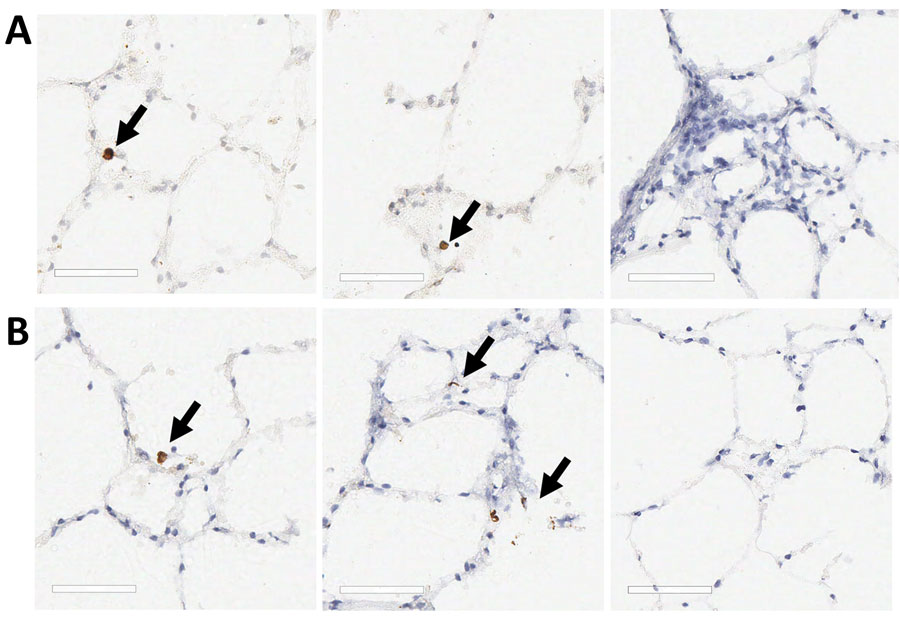 SARS-CoV-2 Omicron BA.1 infection of ex vivo lung tissue in study of SARS-CoV-2 seropositivity in urban population of wild fallow deer, Dublin, Ireland, 2020–2022. Precision cut lung slices were collected from 2 SARS-CoV-2–seronegative deer and inoculated with SARS-CoV-2 Omicron BA.1; sections were stained by using immunohistochemistry. Control sections were stained with IgG only or mock infected. A) Deer 1; B) deer 2. Arrows in first and middle panels indicate Omicron BA.1 immunoreactivity in cells morphologically consistent with type 2 pneumocytes. Third panel indicates no immunoreactivity after staining with the IgG control. No immunoreactivity was observed in the mock-infected tissues for either animal. Scale bars indicate 60 μm.