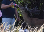 Example of fallow deer–human interaction in study of SARS-CoV-2 seropositivity in urban population of wild fallow deer, Dublin, Ireland, 2020–2022. Photograph by Bawan Amin, University College Dublin, July 2018.