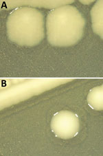 Comparison of colony morphology Salmonella enterica serovar Infantis isolates collected in Italy, 2014‒2022. Isolates were grown on agar tryptose solid medium for 24 hours. A) Rough colonies from Salmonella Infantis atypical isolates (S. -:r:1,5). B) Smooth colonies from wild-type Salmonella Infantis isolates (S. 6,7:r:1,5). 