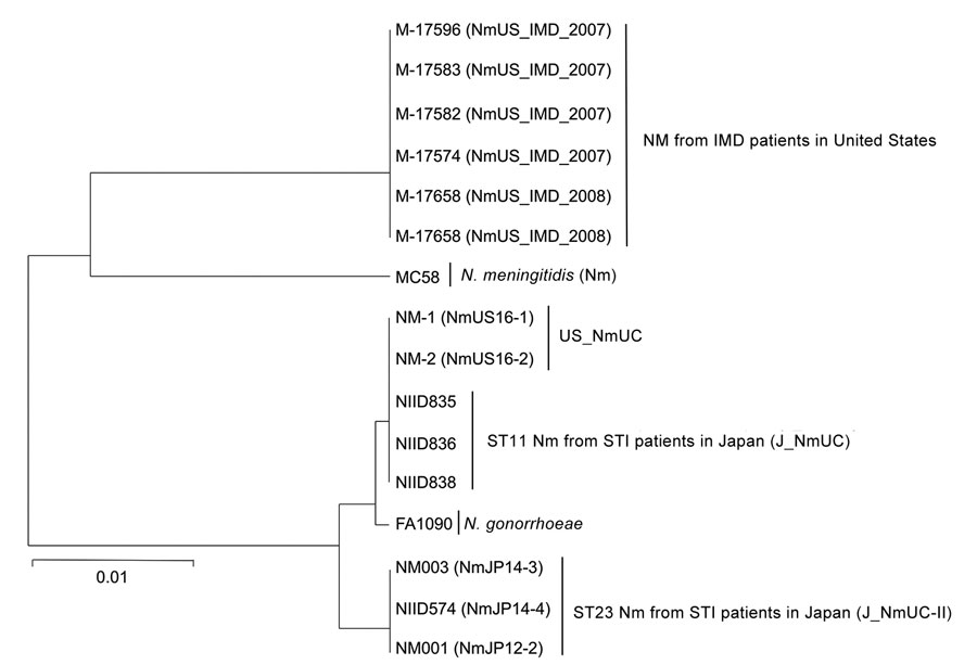 Phylogenetic analysis of the 3.5-kb aniA-norB gene locus of Neisseria spp. isolates in study detecting novel US N. meningitidis urethritis clade subtypes in Japan. Tree was constructed by using the unweighted pair group method with arithmetic mean and 1,000 bootstrap replicates. The gonococcal aniA-norB locus was derived from N. gonorrhoeae FA1090 (GenBank accession no. NC_002946.2); all others are from N. meningitidis isolates. Scale bar indicates nucleotide substitutions per site. IMD, invasive meningococcal disease; Nm, N. meningitidis, ST, sequence type; STI, sexually transmitted infection.