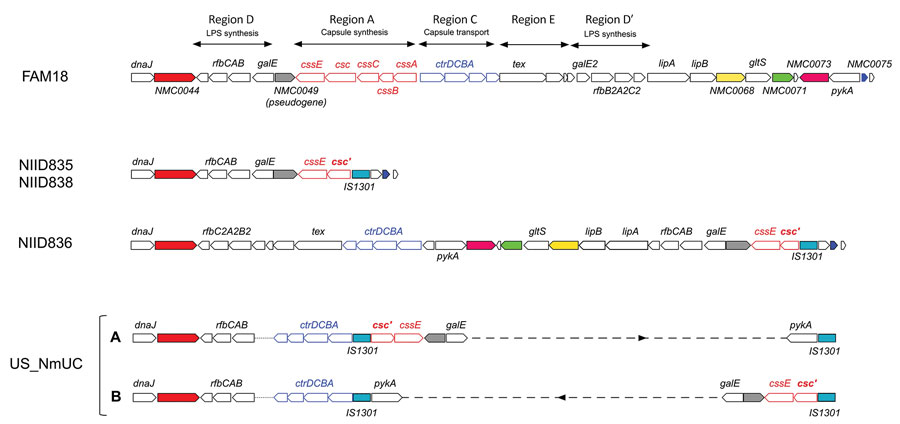 Organization of genes within the cps locus of Neisseria meningitidis isolates in study of detection of novel US N. meningitidis urethritis clade subtypes in Japan. N. meningitidis isolates from Japan (NIID835, NIID836, NIID838) and United States (US_NmUC) were compared with N. meningitidis strain FAM18 (GenBank accession no. AM421808). Open red arrows indicate the cssA, cssB, cssC, csc, and cssE genes in region A responsible for capsule synthesis and open blue arrows the ctrD, ctrC, ctrB, and ctrA genes (in that order) in region C responsible for capsule transport. Insertion sequence IS1301 is indicated. Open reading frames identical to NMC0044 (solid red), NMC0049 (gray), NMC0068 (yellow), NMC0071 (green), NMC0073 (pink), and NMC0075 (blue) in FAM18 are shown for each isolate. Partial deletion is indicated for the csc gene (csc′). The cps locus for US_NmUC had 2 configurations created by a ≈20-kb genome inversion between 2 IS1301 sequences (designated as A and B). Gene alignments in the region between the 2 IS1301 sequences have been omitted and are indicated by the dashed line. Although ctrD, ctrC, ctrB, and ctrA genes were shown to be proximal to dnaJ (12), contigs containing the dnaJ-rfbC, rfbA, and rfbB genes and the ctrD, ctrC, ctrB, and ctrA genes (shown on the left side of A and B), as well as 2 IS1301 and pykA genes (shown on the right side of A and B), were not connected by our analysis because of the absence of US_NmUC long-read sequences. Therefore, unidentified connections of the 2 contigs are indicated by a dotted line. 