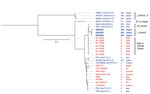 Phylogenetic analysis of Neisseria meningitidis from different countries in study of detection of novel US N. meningitidis urethritis clade subtypes in Japan. Strains isolated from patients with IMD (red font) or STI (blue font), serogroup (NG or C), and country of origin are indicated. US_NmUC, J_NmUC, and J_NmUC-II N. meningitidis isolates have detailed profiles (Appendix 1 Table). We included 1 sequence type 11 N. meningitidis strain isolated in Japan from a patient with an STI (SK028) and 4 serogroup C meningococci (MenC) that were phylogenetically close to SK028 (PE5, PE6, PE7, and LNP26948) (29). Moreover, we included 7 MenC phylogenetically close to US_NmUC (IMD strains in the United States) (31), 2 sequence type 11 MenC isolated from IMD patients during 2003–2020 in Japan (NIID647 and NIID716) (28), and 6 MenC phylogenetically close to the 2 MenC from Japan (28). Scale bar indicates nucleotide substitutions per site. C, serogroup C; IMD, invasive meningococcal disease; NG, nongroupable; STI, sexually transmitted infection.