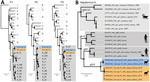 Phylogenetic analyses of alpaca HAV from Bolivia, 2019, in the context of other HAV sequences. Alpaca HAV sequences are colored by site, Ucha-Ucha in blue, Chullumpina in orange. A) Maximum-likelihood phylogenies of alpaca HAV in the context of other hepatovirus species. P1, P2, and P3 (picornavirus regions typically separated by recombination breakpoints [10]) nucleotide alignments were made using Clustal Omega 1.2 (http://www.clustal.org/omega) in Geneious Prime 2023.1.2 (https://www.geneious.com). ModelFinder, incorporated in IQ-TREE 1.6.12 (http://www.iqtree.org), was used to determine the best-fitting nucleotide substitution model (general time reversible model with a discrete gamma model with 4 rate categories, invariable sites, and empirical base frequencies) according to the Bayesian Information Criterion. IQ-TREE 1.6.12 was used to calculate the phylogenetic tree. The trees were rooted with Hepatovirus species I (P1), B (P2), and E and C (P3) respectively. Solid black circles denote ultrafast bootstrap support of >90 for the preceding branch; open circles denotes ultrafast bootstrap support between 70 and 90. GenBank accession numbers by genogroup: I, KT452658; E, KT452735; C, KT452742; B, KR703607; G, KT452730 and KT452729; H, KT452691, KT452714, and KT877158; F, KT229611, MG181943, and KT452685; D, KT452644 and KT452637; A, OQ559662, KT819575, EU140838, D00924, AB279735, AB279732, AY644670, AY644676, M14707, and AB020564. B) Maximum-likelihood phylogeny of alpaca HAV in the context of other Hepatovirus A genotypes. Complete genomes and partial genomes (asterisks) were used. The tree was calculated as in panel A, by using a transition model with AC=AT and CG=GT, with a discrete gamma model with 4 rate categories, invariable sites, and empirical base frequencies and rooting with Hepatovirus species A genotypes IV–VI. Chu-alp-11, included in this tree, tested negative in quantitative reverse transcription PCR but positive in high-throughput sequencing and pan-Hepatovirus PCR (Appendix Table). HAV, hepatitis A virus. 