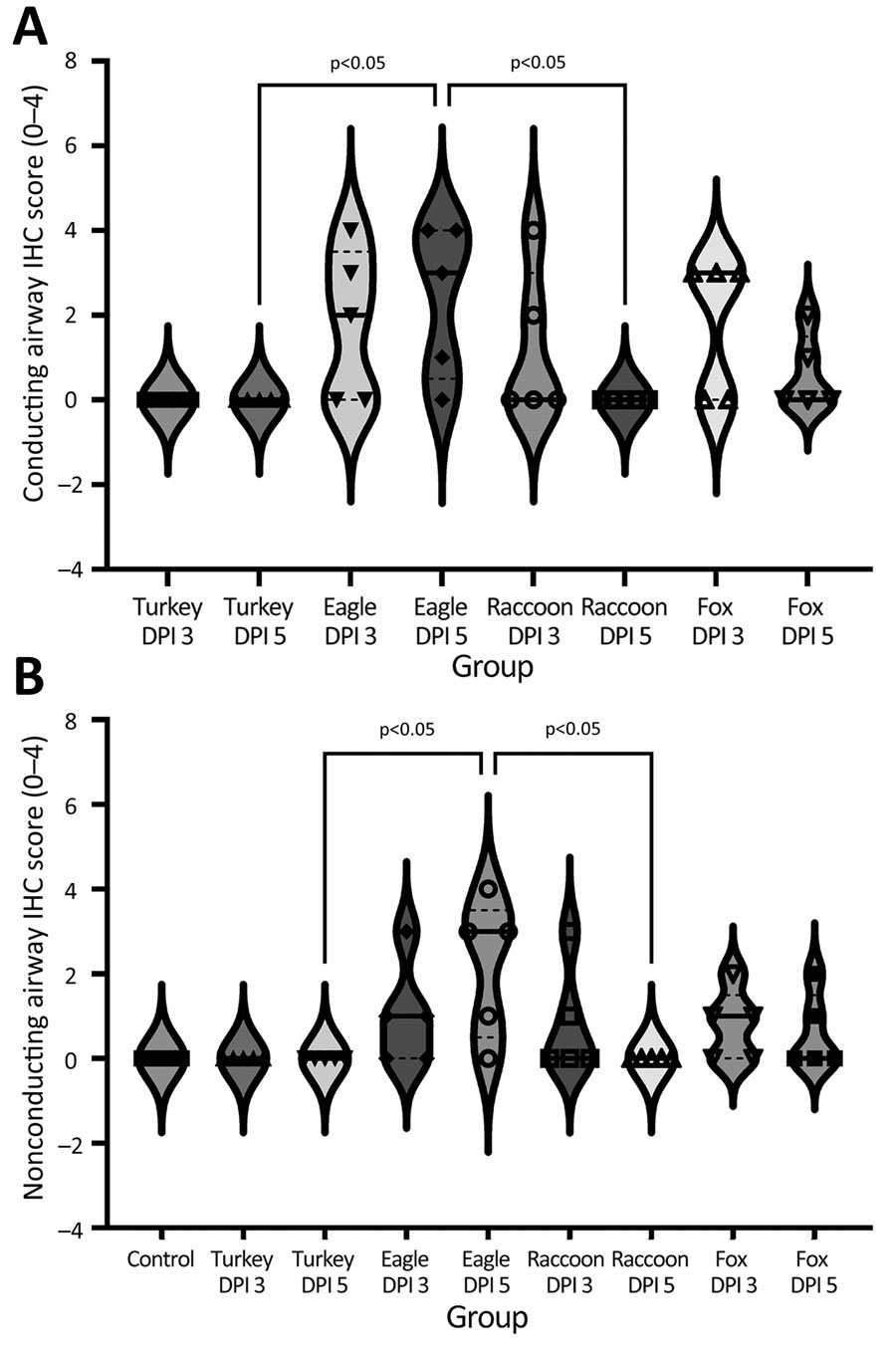 Violin plots of airway conducting IHC scores, by virus strain and dpi, of swine infected with highly pathogenic avian influenza A(H5N1) virus belonging to the goose/Guangdong 2.3.4.4b hemagglutinin phylogenetic clade. A) Lung conducting airway immunohistochemical scores. Influenza A virus (IAV) nucleoprotein (NP) antigen detection varied by group with the most extensive labeling (the number of positive pigs) being observed in the A/bald eagle/FL/22 and A/red fox/MI/22 groups. B) Lung nonconducting airway immunohistochemical scores. IAV NP antigen detection varied by group with the most extensive labeling being observed in the A/bald eagle/FL/22. Solid lines within plots indicate medians, dashed lines indicate quartiles, and symbols indicate individual pig values. dpi, days postinoculation; eagle 3 dpi, A/bald eagle/FL/22 necropsied at 3 dpi; eagle 5 dpi, A/bald eagle/FL/22 necropsied at 5 dpi; fox 3 dpi, A/redfox/MI/22 necropsied at 3 dpi; fox 5 dpi, A/redfox/MI/22 necropsied at 5 dpi; IHC, immunohistochemistry; racoon 3 dpi, A/raccoon/WA/22 necropsied at 3 dpi; racoon 5 dpi, A/raccoon/WA/22 necropsied at 5 dpi; turkey 3 dpi, A/turkey/MN/22 necropsied at 3 dpi; turkey 5 dpi, A/turkey/MN/22 necropsied at 5 dpi.