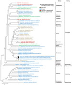 Phylogenetic analysis of jingchuviral large protein (L) amino acid sequences from piscichuvirus-infected aquatic turtles with meningoencephalomyelitis, United States, 2009–2021 (black dots), and reference sequences. Complete L amino acid sequences were aligned by using ClustalW (https://www.clustal.org) and refined by using MUSCLE (https://www.ebi.ac.uk/Tools/msa/muscle) with default settings. The phylogenetic analysis was performed on MEGA X (23) by using the maximum-likelihood method and Le Gascuel matrix plus observed amino acid frequencies plus 5 discrete gamma categories distribution with parameter of 1.0728 plus invariant sites with 0.65% sites. The substitution model was constructed with 500 bootstrap replicates. The tree is drawn to scale; bootstrap values are measured in the number of substitutions per site. This analysis included 59 aa sequences. Sequences are color coded based on their genomic structure.