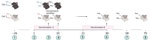 Timeline and overview of a successful decolonization attempt of 2 household cats colonized with methicillin-susceptible Staphylococcus aureus, Germany. The family suffered from repeated soft-tissue infections caused by PVL-SA. Cat 1 was colonized with PVL-SA; cat 2 was colonized with PVL-negative SA. Decolonization period A consisted of oral administration of amoxicillin/clavulanic acid for 10 days. Decolonization period B consisted of parenteral administration of amoxicillin for 14 days. 1, initial screening for SA; 2, start of decolonization period A; 3, screening results at day 7 of decolonization period A; 4, screening results at day 10 of decolonization period A; 5, start of decolonization period B; 6, screening result of cat 1 during decolonization period B; 7, screening results on day 58 from the start of decolonization period A; 8, screening results on day 79 from the start of decolonization period A. Red text indicates positive for PVL-SA; blue text indicates positive for PVL-negative S. aureus. Figure created with Biorender (https://www.biorender.com; license BW 27.06.2023). Enrichment: Neg, negative for S. aureus; Pos, positive; Positive, positive for PVL-SA after enrichment step in liquid medium; PVL, Panton-Valentine leukocidin; PVL-SA, PVL-positive S. aureus.