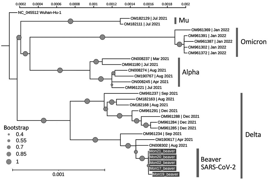 Phylogenetic tree of SARS-CoV-2 identified from beavers and humans in Mongolia (gray boxes) and reference sequences. The circle size indicates the bootstrap values at the node. The vertical bar shows the genetic distance. SARS-CoV-2 lineages are identified at right. GenBank accession numbers and date identified are shown for reference sequences; the newly obtained sequence data were deposited in GenBank (accession nos. OR389473–7).