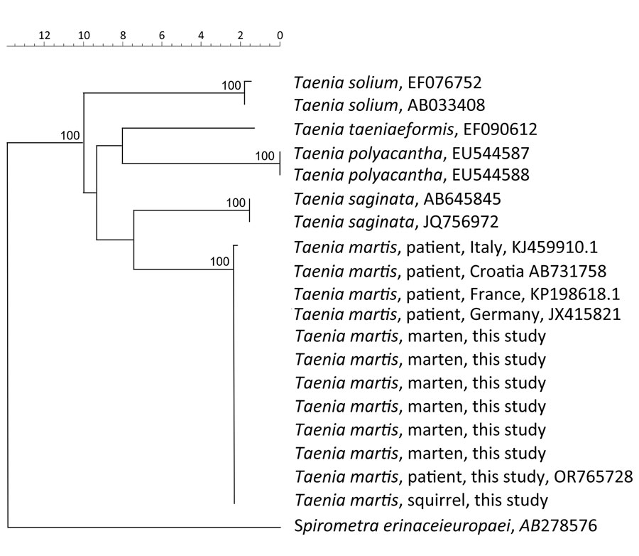 Phylogenetic analysis of the partial CO1 gene of Taenia martis tapeworm samples from a patient, martens, and a squirrel in the Netherlands and reference sequences. GenBank accession numbers are shown when available. The tree is based on multiple alignment with Jukes and Cantor correction and neighbor-joining cluster analysis. Branch quality was determined by bootstrap analysis with 10,000 simulations. Reference sequences were from patients from Italy (GenBank accession no. KJ459910.1), Croatia (accession no. AB731758), France (accession no. KP198618.1), and Germany (accession no. JX415821). Moreover, T. saginata (accession nos. AB645845 and JQ756972), T. solium (accession nos. EF0767752 and AB033408), T. polyacantha (accession nos. EU544587 and EU544588), and T. taeniaeformis (accession no. EF090612) were included in the phylogenetic analysis. The cestode Spirometra erinaceieuropaei (accession no. AB278576) was included as outgroup. Scale bar indicates nucleotide substitutions/site.