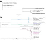 Phylogenetic analysis of swinepox virus (A) and monkeypox virus (B) in study of co-circulating viruses, Democratic Republic of the Congo, 2022. Poxvirus sequences for comparison were obtained from GenBank. Trees were constructed by using the maximum-likelihood method and the general time reversal substitution model with gamma distribution and proportion of invariable sites. In panel A, bold text indicates the swinepox sequence from this study; in panel B, magenta-colored text indicates monkeypox virus sequences and blue text indicates swinepox virus sequence from this study. The monkeypox virus samples belong to clade I and correspond to those previously described (11). Scale bars indicate nucleotide substitutions per site. DRC, Democratic Republic of the Congo.