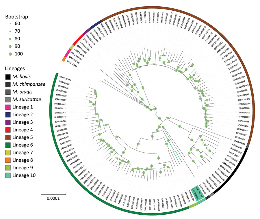 Global Mycobacterium phylogeny including newly identified M. africanum L10 (proposed) strains (green shading). We selected M. africanum samples for harboring RD9 deletion, having documented country of origin (for the purpose of additional analyses; Appendix 2, Figure 2), and refined our selection to retain a sole representative of each sublineage for each country. This sample represents representing the genetic and geographic diversity of M. africanum in Africa. Specifically for this phylogenetic reconstruction, single-nucleotide polymorphisms were identified in comparison with an M. tuberculosis ancestor (11) and reincorporated into the whole genome to avoid biases in the molecular model or need for Lewis correction. Phylogeny was rooted with M. canettii, subsequently removed for better visualization. Bootstrap support was computed using 100 replicates and shown when ≥0.6. Circles confirm the large support of almost all branches, especially of L10 and its sister branches. L10 branching point lies between L9 and the La_A1 lineage grouping chimpanzee and Dassie bacillus. Scale bar indicates nucleotide substitutions per site. 