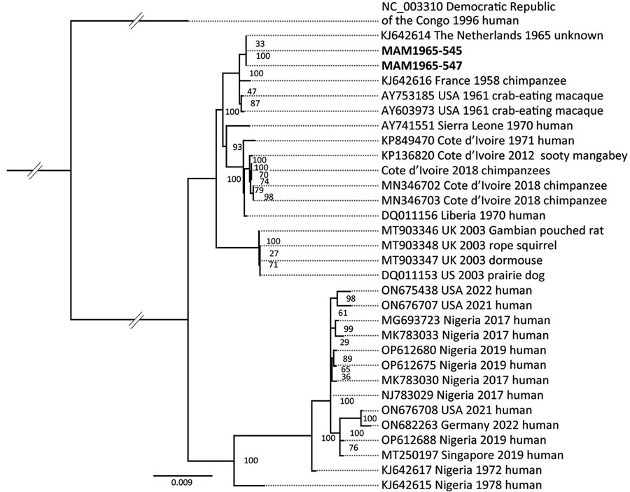 Maximum-likelihood phylogeny tree showing the close relation between MPXV genomes from museum orangutan samples from Germany (bold text), which fall into clade IIa, to the genome derived from the MPXV zoo outbreak in Rotterdam, the Netherlands, 1965. The phylogeny tree is rooted on the outgroup genome (GenBank accession no. NC_003310) from clade I with the museum orangutan genomes MAM1965–545 and MAM1965–547. The consensus sequences for the ancient sequences are based on a mapping to the Rotterdam genome. The final single-nucleotide polymorphisms alignment length was 138,240 bp. The collapsed node contains genomes from Pan troglodytes verus from Cote d’Ivoire (GenBank accession nos. MN346690, MN346692, MN346694–8, MN346700–1).