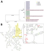 Phylogenetic tree and location of mutations for Mycoplasma pneumoniae strains identified in pediatric patients hospitalized with community-acquired pneumonia, Hanoi, Vietnam, spring/summer 2023. A) Maximum-likelihood phylogenetic analysis of the domain V region of the 23S rRNA gene. B) Predicted RNA secondary structure of 23S rRNA gene constructed with the description of known mutations (A2063G/C/T, A2064G, A2067G, C2617G) and novel variant (C2353T). Yellow highlights indicate the domain V region of 23S rRNA. Scale bar indicates base substitutions per site.