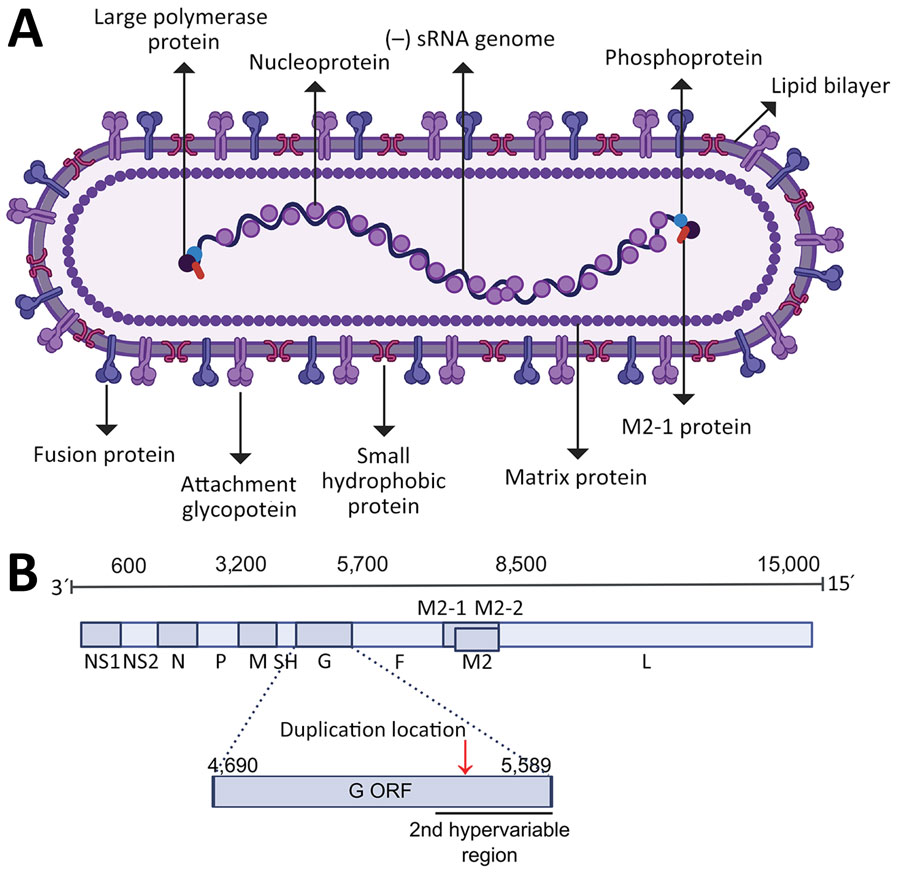 The structure and genome of human respiratory syncytial virus (HRSV). A) Schematic of the HRSV virion structure detailing the location of structural proteins. B) Schematic of the HRSV genome organization with the approximated location of genes highlighted; the exact location slightly differs between subgroups and strains. The location of the second hypervariable region in the G gene, used originally for molecular epidemiology classification, is detailed. Red arrow in panel B indicates location of the G gene 72-nt duplication in HRSV-A and 60-nt duplication in HRSV-B. Figure created with BioRender (https://www.biorender.com). ORF, open reading frame; NS, nonstructural protein; N, nucleocapsid; P, phosphoprotein; M, matrix protein; SH, small hydrophobic protein; G, attachment glycoprotein; F, fusion glycoprotein; M2, M2 protein; L, large polymerase protein 