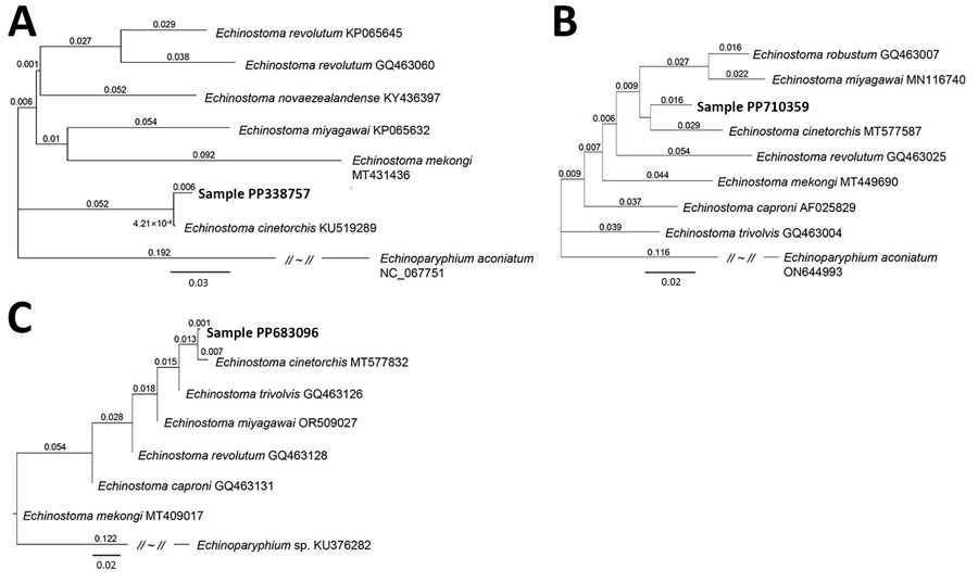 Phylogenetic trees of a worm identified as Echinostoma cinetorchis removed during colonoscopy from a 69-year-old woman in South Korea (red text). Trees were based on nucleotide sequences of the NADH dehydrogenase 1 gene (A), cytochrome c oxidase subunit 1 mitochondrial gene (B), and internal transcribed spacer region (C) of the worm in comparison with various echinostome species deposited in GenBank (accession numbers shown), inferred by the neighbor-joining method (1,000 bootstrap replications) using the Geneious Prime Program 2023.1.2. (Geneious, https://www.geneious.com). Echinoparyphium aconiatum (NADH dehydrogenase 1 and cytochrome c oxidase subunit 1 mitochondrial genes) and Echinoparyphium sp. (internal transcribed spacer) were used as the outgroups. Scale bars indicate evolutionary distance.