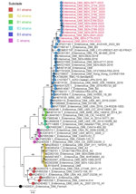 Maximum-likelihood phylogenetic tree based on the nucleotide sequences of major capsid protein gene region of enterovirus D68 from Senegal (red text) and reference sequences. Tree was constructed by using IQ-TREE2 2.0.6 (http://www.iqtree.org) and visualized by using Figtree 1.4.4 (http://tree.bio.ed.ac.uk/software/figtree). Statistical significance was tested by using 1,000 bootstrapping replicates. Software was used to define the correct model used. Tree is rooted by the Fermon strain. Scale bar indicates substitutions per site.