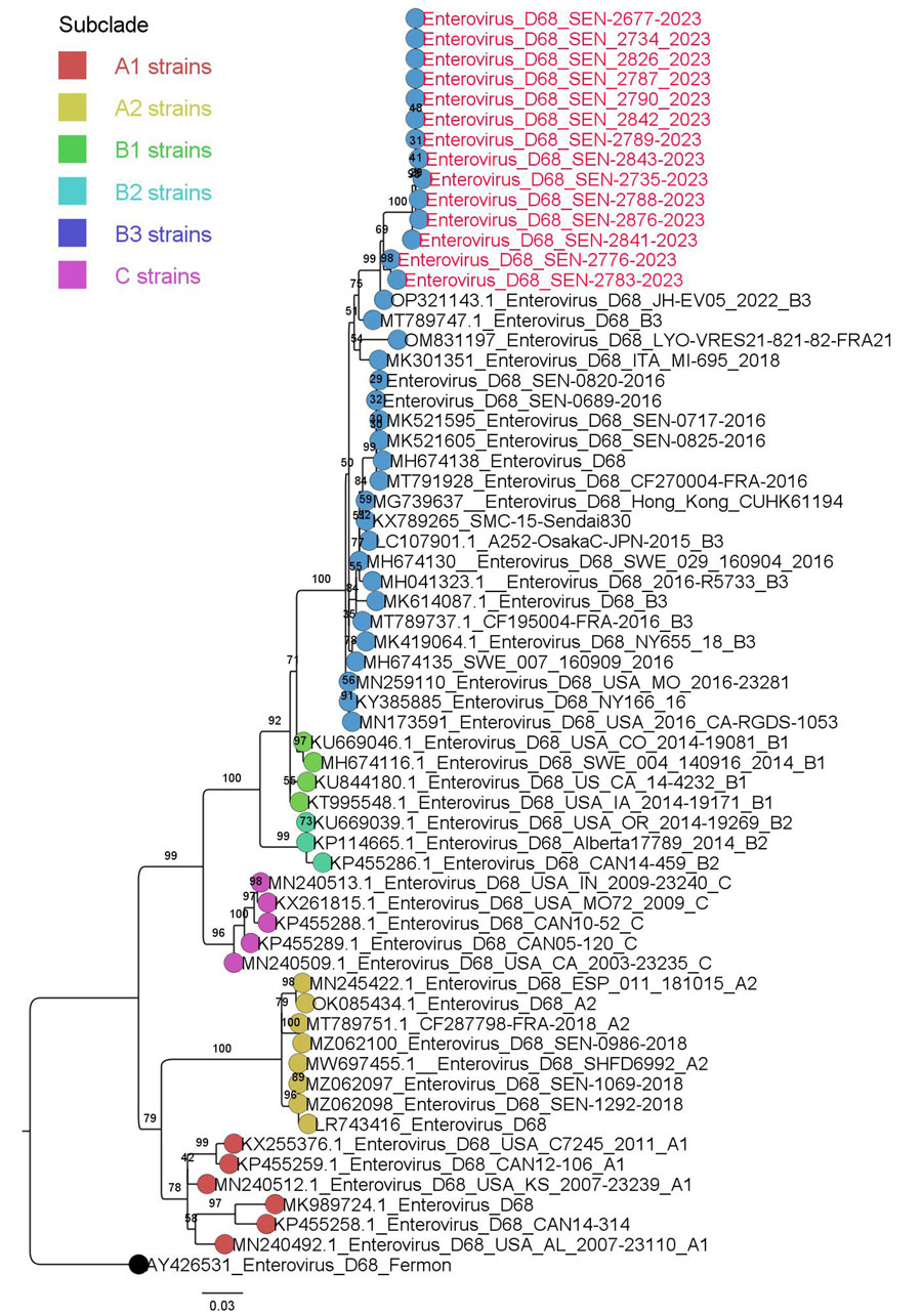 Maximum-likelihood phylogenetic tree based on the nucleotide sequences of major capsid protein gene region of enterovirus D68 from Senegal (red text) and reference sequences. Tree was constructed by using IQ-TREE2 2.0.6 (http://www.iqtree.org) and visualized by using Figtree 1.4.4 (http://tree.bio.ed.ac.uk/software/figtree). Statistical significance was tested by using 1,000 bootstrapping replicates. Software was used to define the correct model used. Tree is rooted by the Fermon strain. Scale bar indicates substitutions per site.