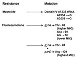 Thumbnail of Macrolide and fluoroquinolone resistance mechanisms reported in Campylobacter species. For macrolide resistance, mutations are at either position shown (Escherichia coli coordinates) in up to all three copies of ribosomal RNA (14,15, and CA Trieber &amp; DE Taylor, unpub. data). Fluoroquinolone resistance depends on a mutation in the quinolone resistance determining region of DNA gyrase A (GyrA). For typical MICs see text and references 16-18. The strains with highest resistance lev