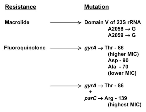 Macrolide and fluoroquinolone resistance mechanisms reported in Campylobacter species. For macrolide resistance, mutations are at either position shown (Escherichia coli coordinates) in up to all three copies of ribosomal RNA (14,15, and CA Trieber &amp; DE Taylor, unpub. data). Fluoroquinolone resistance depends on a mutation in the quinolone resistance determining region of DNA gyrase A (GyrA). For typical MICs see text and references 16-18. The strains with highest resistance levels had mutat
