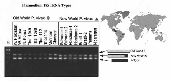 Sequences of Plasmodium vivax isolates are distinguished by variation in the 3' end of the S-type rRNA gene (10). The S-type gene is longer in Old World isolates and in P. simium. Oligonucleotide #902 (5'CAGCAAGCTGAATCGTAATTTTAA3') was used to detect type A rRNA, and #743 (5'ATCCAGATCCAATCCGACATA3') and #901 (5'GATAAGCACAAAATAGCGAAATGC3') were used to differentiate the two S-type rRNAs in membrane blot hybridization. American Type Culture Collection reference numbers not designated in the Figure