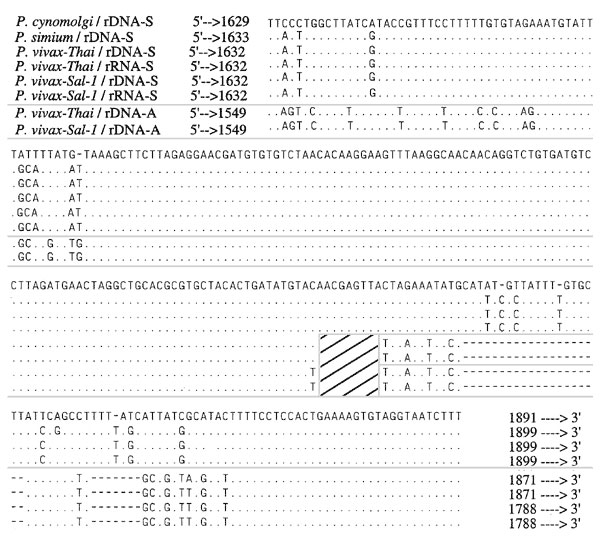 The sequence of Plasmodium vivax from the Americas is distinguished from Old World isolates by analysis of the 3' end of the S-type rRNA gene. The S-type rRNA sequences were determined from cloned amplified products of parasite DNA and RNA.