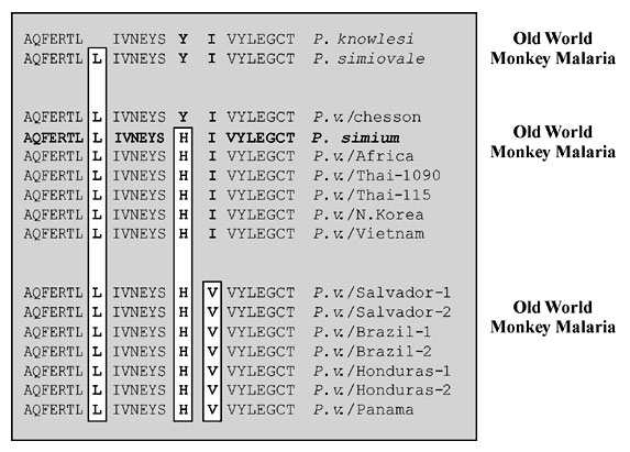 Polymorphism in the ORF 470 region of the 35-kb plastid-like DNA was determined by DNA sequence analysis after amplification of DNA from each isolate with oligonucleotide primers #1274 (5'GTAAAATTATATAAACCACC3') and #1273 (5'GCACAATTTGAACGTAC3') (11).