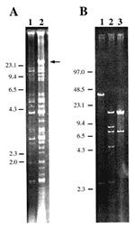 Thumbnail of Analysis of plasmid pIP1203. A) Agarose-gel electrophoresis of EcoRV-digested plasmid DNA from representative Yersinia pestis strain 6/69 (1) and from streptomycin-resistant strain 16/95 (2). B) Pulsed-field gel electrophoresis of pIP1203 DNA extracted from Escherichia coli K802N transconjugant and digested by EcoRV (1), EcoRI+EcoRV (2), and EcoRI (3). The arrow indicates the extra large-size DNA fragment in strain 16/95. The size of the molecular weight markers in kilobases is indi
