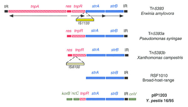Genetic organization of the strA-strB genes. Schematic representation of the regions of Tn5393 and derivatives and of plasmids RSF1010, and pIP1203 carrying the strA and strB genes. IR, inverted repeat; tnpA, transposase; res, resolution site; tnpR, resolvase; IS1133 and IS6100, insertion sequences; korB and incC, genes homologous to those involved in regulation and partition of plasmid R751, respectively; oriV, origin of vegetative replication of R751. Direction of gene transcription is indicat