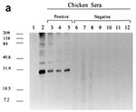 Thumbnail of Western blot antibody reactivity of chicken sera to endogenous avian leukosis virus (ALV) (Rous-associated virus 0) antigen. a) Lane 1, negative control chicken serum; Lane 2, positive control anti-p27 ALV gag antiserum; lanes 3-5, sera from ALV antibody-positive chickens; lanes 6-12, sera from ALV-negative, antibody-negative chickens. b) NC, negative control human sera; PC, positive control: anti-p27 ALV gag antiserum; lanes 1-10, sera from measles mumps rubella vaccine recipients.