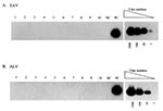 Thumbnail of Representative results from polymerase chain reaction analysis of peripheral blood lymphocytes from measles mumps rubella (MMR) vaccine recipients for endogenous avian retrovirus (EAV) (A) and avian leukosis virus (ALV) (B) proviral DNA sequences. The detection threshold of known copy numbers of the target sequences is shown in the righthand panels. NC, negative control, uninfected human peripheral blood lymphocytes; PC, positive control, human peripheral blood lymphocytes spiked wi