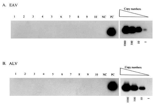 Representative results from polymerase chain reaction analysis of peripheral blood lymphocytes from measles mumps rubella (MMR) vaccine recipients for endogenous avian retrovirus (EAV) (A) and avian leukosis virus (ALV) (B) proviral DNA sequences. The detection threshold of known copy numbers of the target sequences is shown in the righthand panels. NC, negative control, uninfected human peripheral blood lymphocytes; PC, positive control, human peripheral blood lymphocytes spiked with 1,000 copi