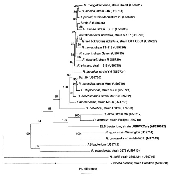 Phylogenetic tree of members of the genus Rickettsia inferred from comparison of gltA sequences by using the neighbor-joining method. Bootstrap values for the nodes are indicated.