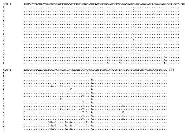 Sequence diversity in the 173-bp fragment of double-stranded RNA of Cryptosporidium parvum. Dots denote nucleotides identical to the KSU-1 isolate of the C. parvum bovine genotype. Representative sequences for each subgenotype were deposited in GenBank under accession numbers AF266262 to AF266277.