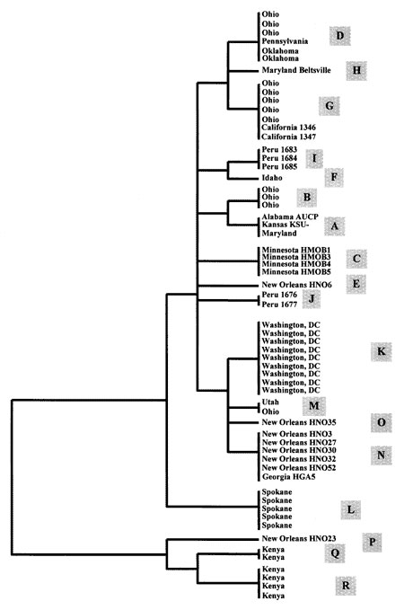 Genetic relationships of various subgenotypes of Cryptosporidium parvum human and bovine genotypes inferred by the unweighted pair group method with arithmetic means analysis of the small double-stranded RNA.