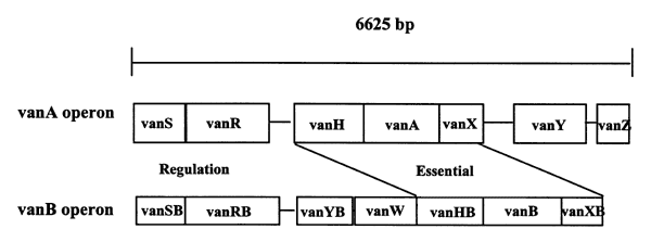 Comparison of arrangements of the VanA and VanB glycopeptide resistance operons. Essential genes and those involved in regulation of expression of the resistance determinant are marked.