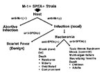 Thumbnail of Pathogenesis of scarlet fever, bacteremia, and toxic shock syndrome. M-1+SPEA+=aGAS strain that contains M protein type 1 and streptococcal pyrogenic exotoxin A (SPEA); + anti-M-1 = the presence of antibody to M protein type 1; -anti-M-1 = the absence of antibody to M protein type 1;anti-SPEA+=antibody to SPEA; and DIC = disseminated intravascular coagulation.