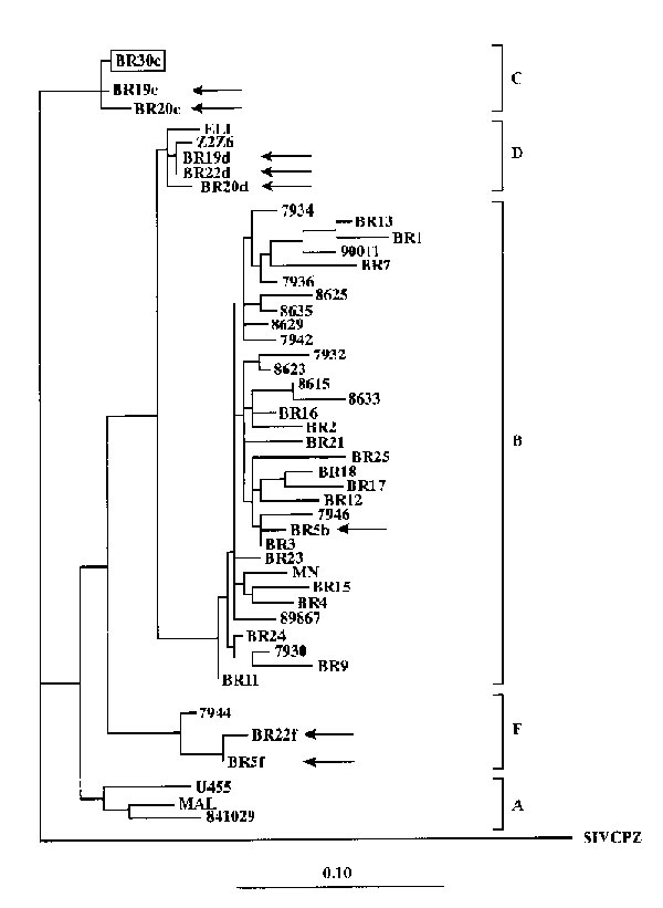 Phylogenetic classification of HIV-1 strains in dually infected patients. HIV-1 sequences from dual infections (Br5, 19, 20, and 22) are indicated by arrows, and the major strain in the infected child (Br30) is boxed. The tree was constructed on the basis of the DNA sequences of the protease gene by using the maximum likelihood method with the fast DNAml program (6). SIV-cpz protease sequence was used as an outgroup. The distinct HIV-1 subtypes are delineated. The scale bar shows the ratio of nu