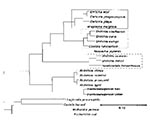 Thumbnail of Dendrogram representing the phylogenic relationships of ehrlichiae and other Protobacteria as determined by 16S rDNA sequence similarity. The three clusters of bacteria enclosed in rectangles include organisms designated as Ehrlichia, although they differ substantially.