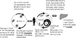 Thumbnail of The malaria transmission life cycle.