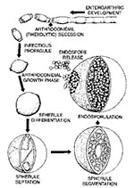 Thumbnail of The dimorphic life cycle of Coccidioides immitis.