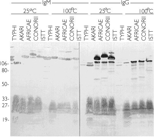 Western blot reactivity of convalescent-phase serum from a patient with spotted fever rickettsiosis with high standing titers. Antigens from the rickettsial isolates were solubilized at room termperature or boilded for 5 minutes before electrophoresis. The darkest large bands indicate R. africae, R. conorii, and Israeli tick typhus rickettsiae [ISTT] (no specificity detected). R. typhi is a member of the typhus group of rickettsiae, whereas all other isolates are members of the spotted fever gro