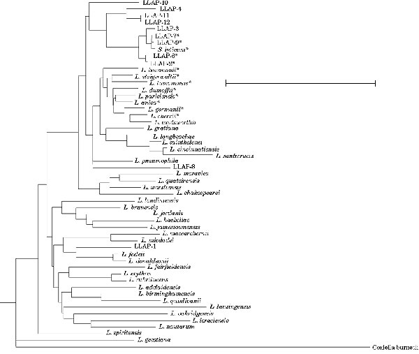 Unrooted consensus tree showing the relationship between LLAPs, members of the genus Legionella and the outgroup Coxiella burnetti. Bar represents 5% nucleotide difference. *Species shown to exhibit blue-white autofluorescence.