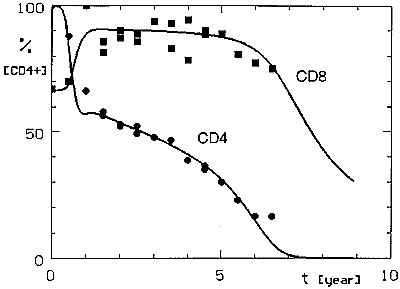 Simulated CD4+ and CD8+ lymphocyte dynamics in HIV infection compared with observed mean T-cell values for CD4+ lymphocytes (circles) and CD8+ lymphocytes (squares).