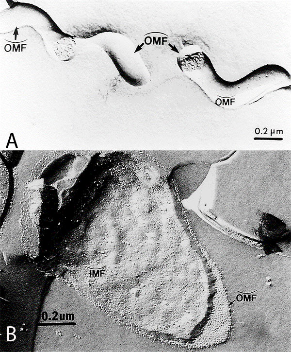 Freeze-fracture electron microscopy of Treponema pallidum subsp. pallidum (A), and Escherichia coli (B). Concave and convex outer membrane (OMF) and inner membrane (IMF) fracture faces.